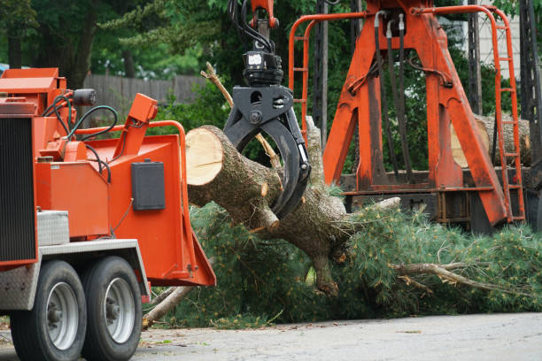 Buda, TX Tree Removal Company