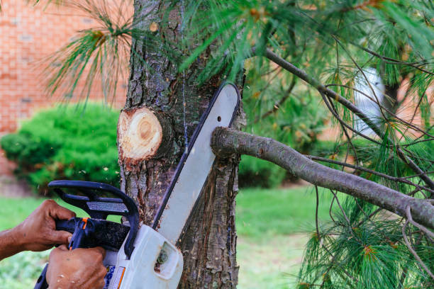 Best Tree Disease Treatment  in Buda, TX